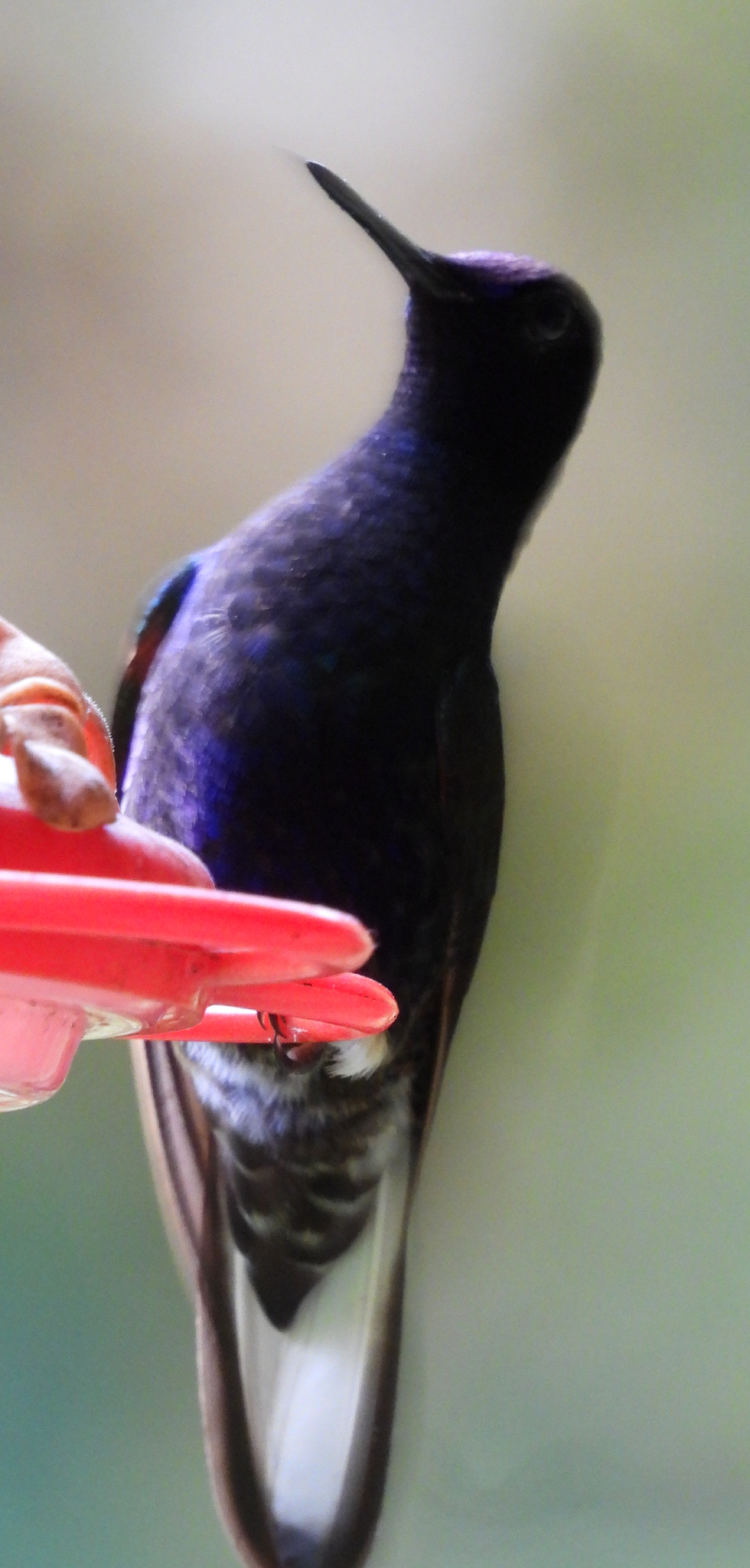 Velvet-purple Coronet (Boissonneaua jardini), photo 2
