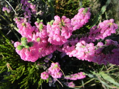 Erica nervata