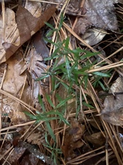 Galium uniflorum