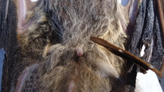 Lasiurus blossevillii