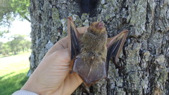 Lasiurus blossevillii