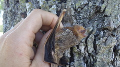Lasiurus blossevillii