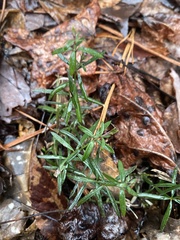 Galium uniflorum