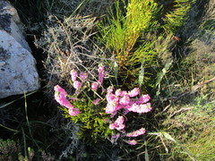 Erica nervata