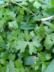 Hydrocotyle batrachium