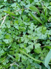 Hydrocotyle batrachium