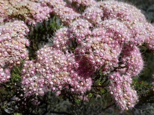 Verticordia brownii, 2017-01-18