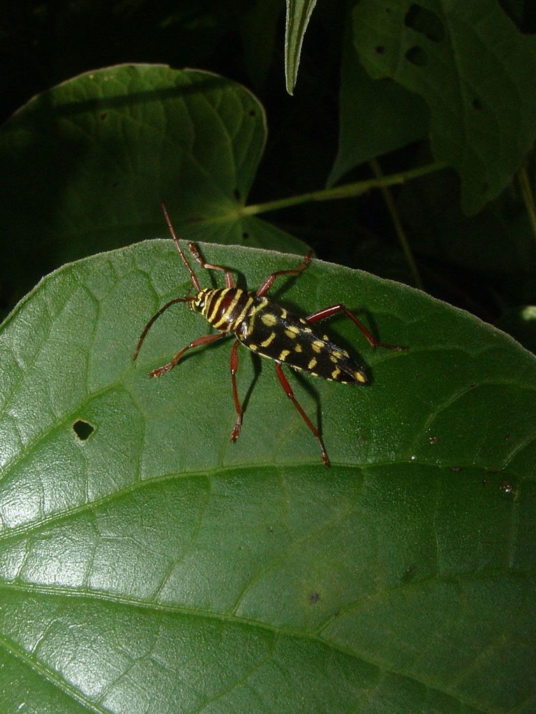 Kiawe Round-headed Borer from Granada, Nicaragua on October 20, 2003 at ...