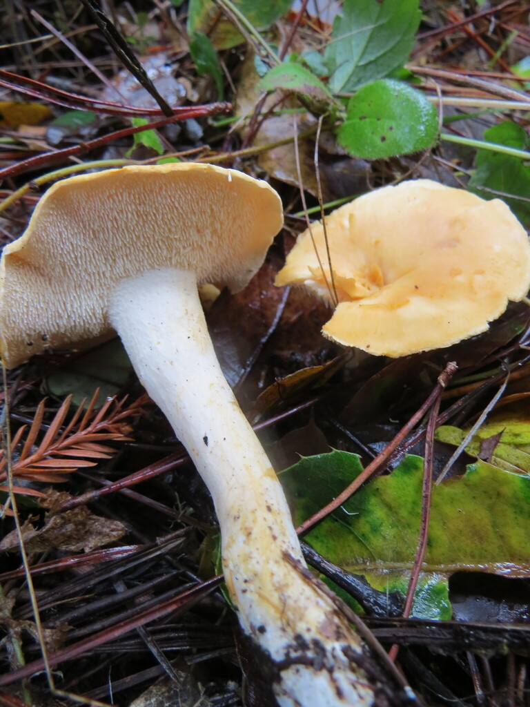 Hydnum oregonense · January 2026 · photo: © garth_harwood (iNaturalist, cc-by)