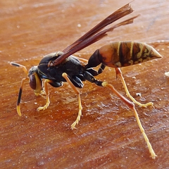 Polistes buyssoni