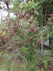 Leucaena leucocephala