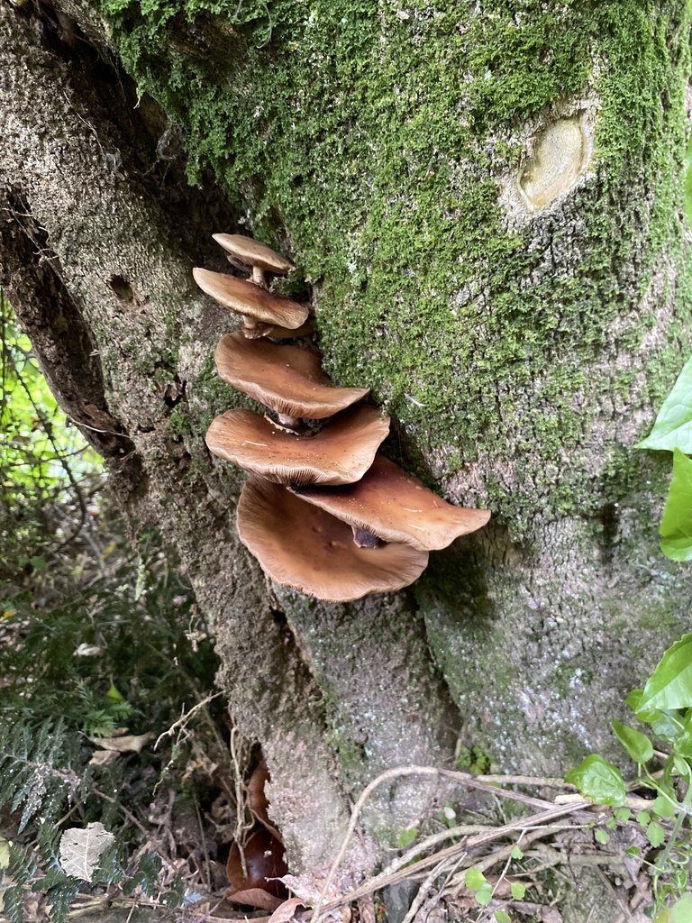 Cyclocybe parasitica · January 2026 · photo: © jack12347 (iNaturalist, cc0)