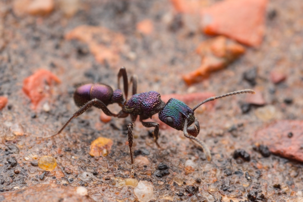 Green-head Ant (Rhytidoponera metallica) · iNaturalist