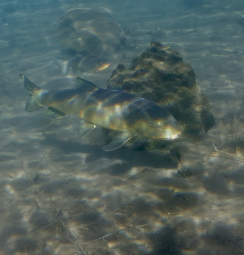 Kortsnuit-zuigkarper (Chasmistes brevirostris) — Catostomidae — 4