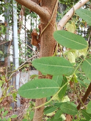Leucaena leucocephala