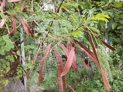 Leucaena leucocephala