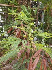 Leucaena leucocephala