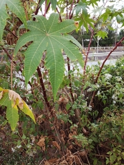 Ricinus communis