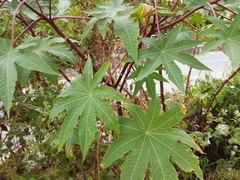 Ricinus communis