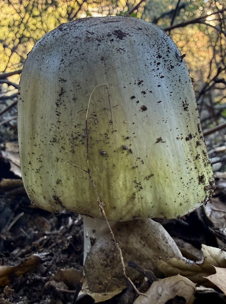 Amanita phalloides · January 2026 · photo: © hllrnnr (iNaturalist, cc0)