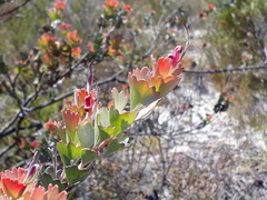 Adenanthos cuneatus