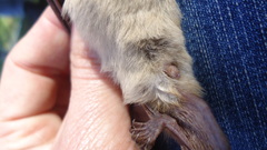 Lasiurus ega