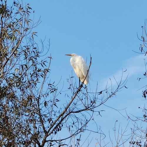 iNaturalist observation photo of Great Egret