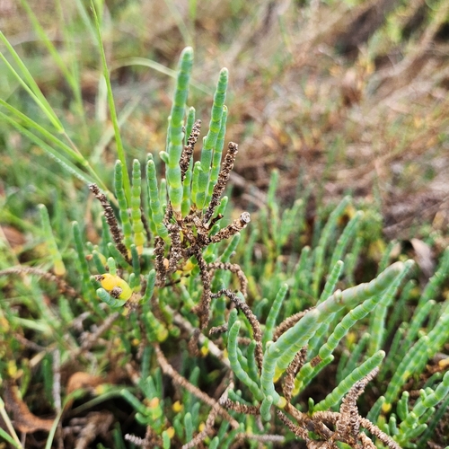 iNaturalist observation photo of Salicornieae