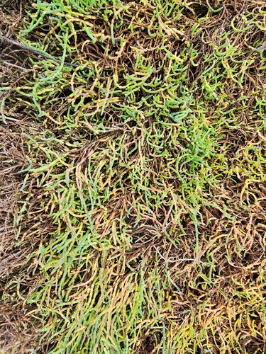 iNaturalist observation photo of Salicornieae