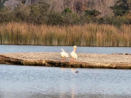 iNaturalist observation photo of American White Pelican
