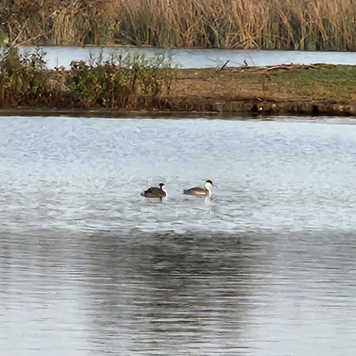 iNaturalist observation photo of Western Grebe
