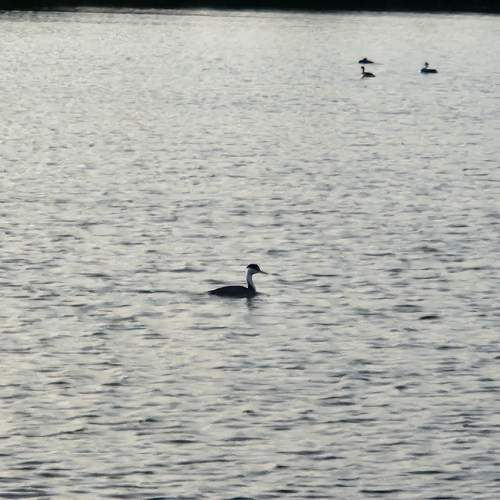 iNaturalist observation photo of Western Grebe