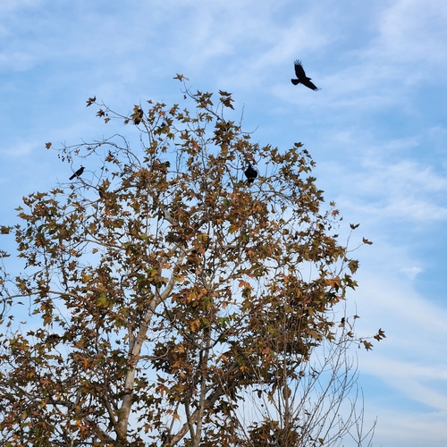 iNaturalist observation photo of American Crow