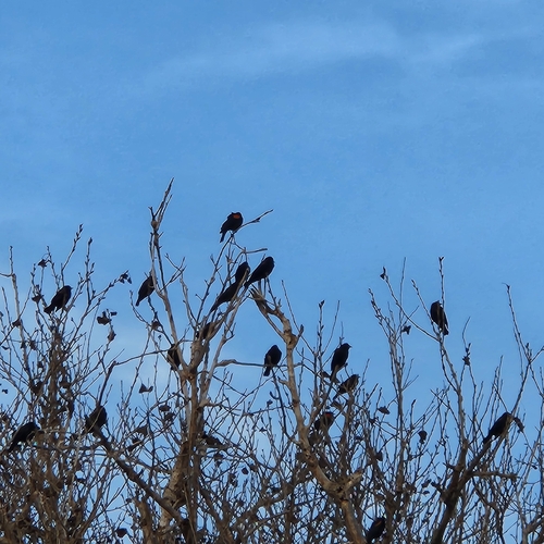 iNaturalist observation photo of Red-winged Blackbird