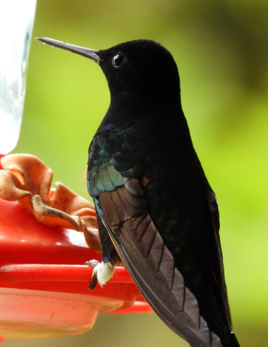 Velvet-purple Coronet (Boissonneaua jardini)