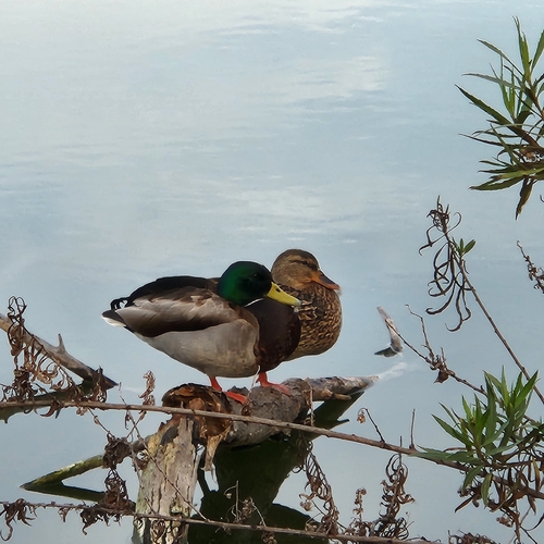 iNaturalist observation photo of Mallard