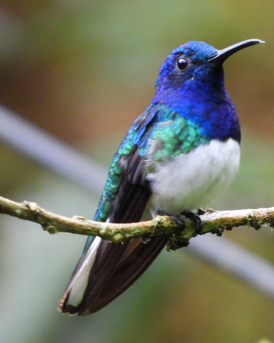 White-necked Jacobin (Florisuga mellivora), photo 10