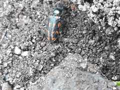 Astylus bourgeoisi