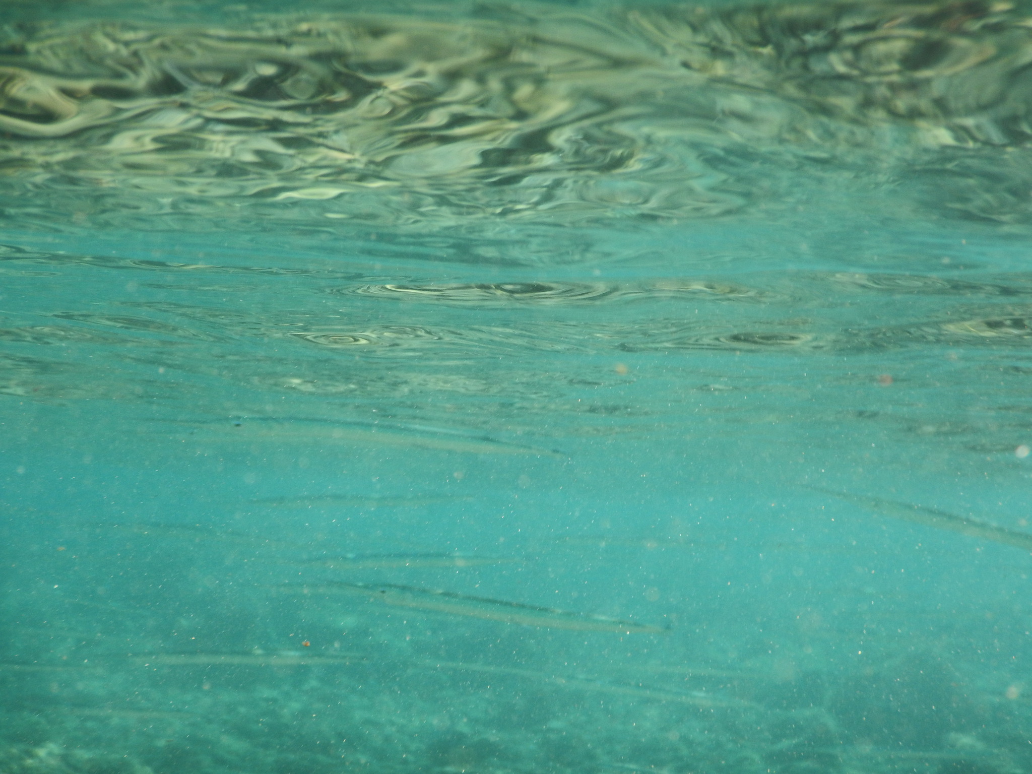 Keeltail Needlefish photo 4