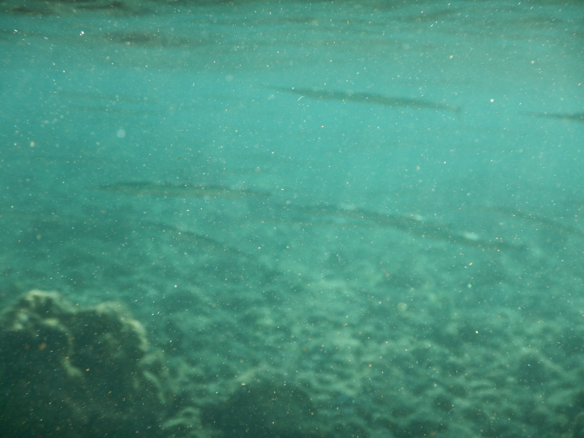 Keeltail Needlefish photo 5