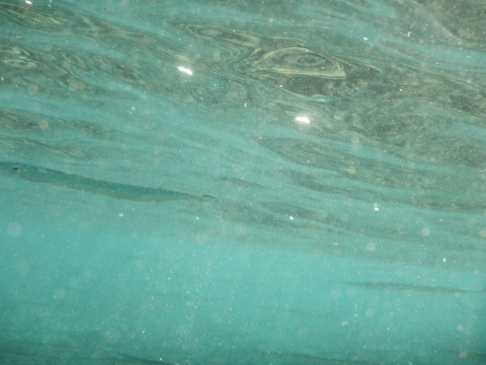 Keeltail Needlefish photo 6