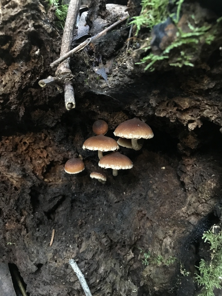 Psathyrella piluliformis · January 2026 · photo: © paganka (iNaturalist, cc-by-nc)