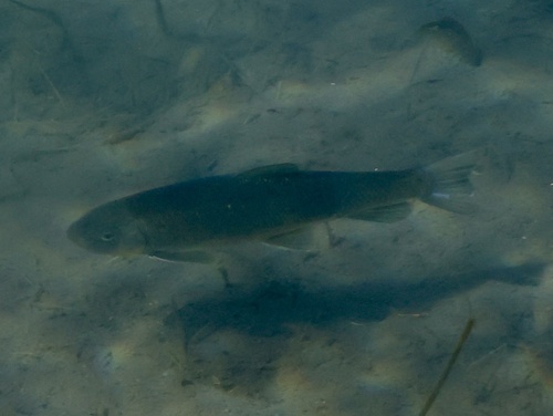 Kortsnuit-zuigkarper (Chasmistes brevirostris) — Catostomidae — 5