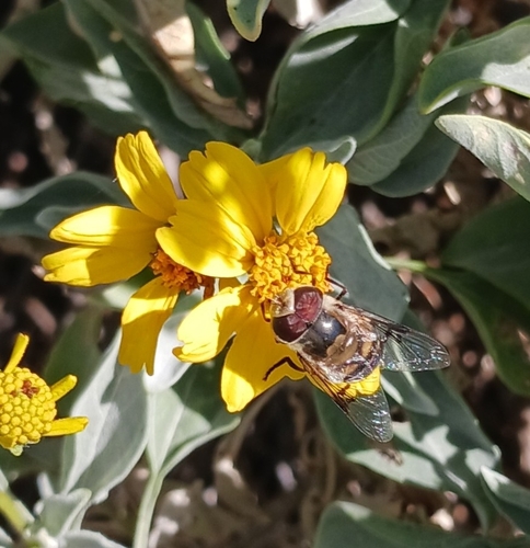 Unknown species found near Tucson, AZ 85743, USA