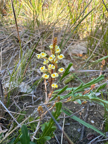 Varied-leaf Grevillea (Grevillea cirsiifolia)