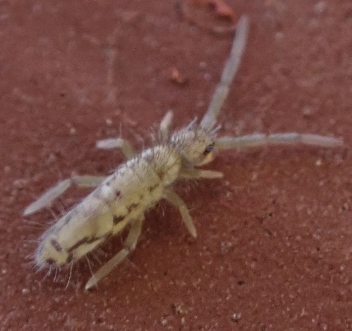 Entomobrya katzi Jordana R & Baquero E, 2022