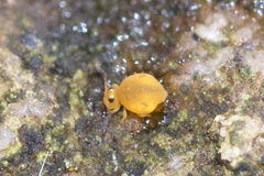 Sminthurinus henshawi