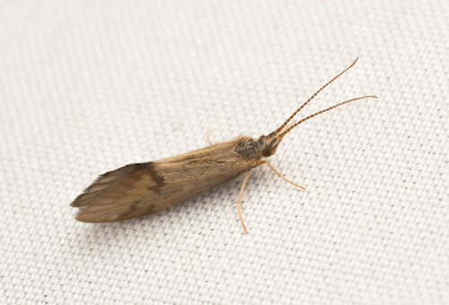 Common Stony-cased Caddisfly photo 2