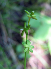 Carex loliacea