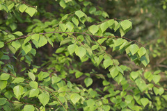 Betula × aurata
